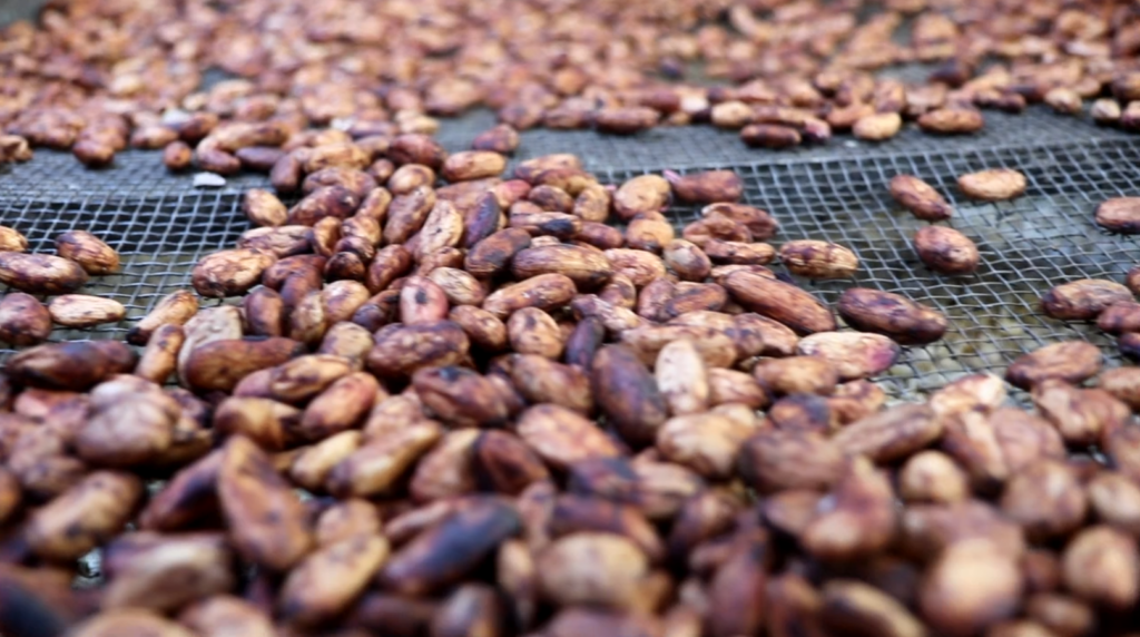 Semillas de cacao producido en La Sombra Ecolodge