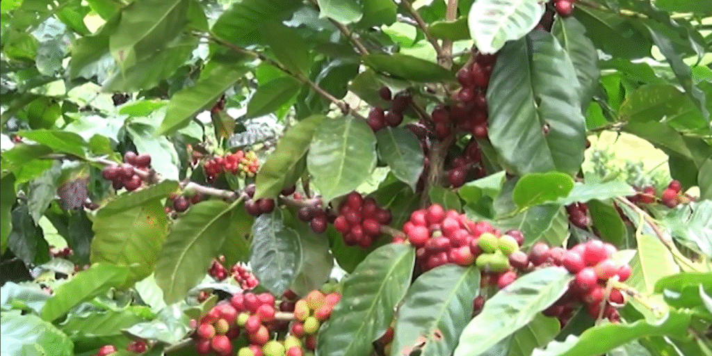 Captura de pantalla 2025-10-29 164834