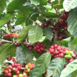 Excelentes proyecciones en café Nicaragüense 2024-2025