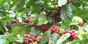 Captura de pantalla 2025-10-29 164834