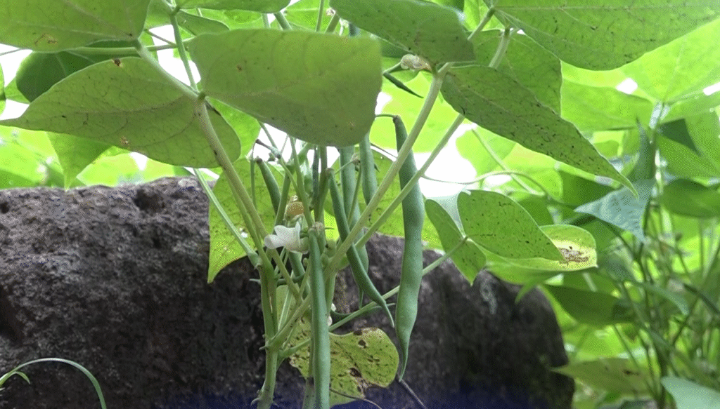 Productores tienen buenas expectativas para la cosecha de postrera, favorecidos por las lluvias de octubre.