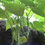 Productores tienen buenas expectativas para la cosecha de postrera, favorecidos por las lluvias de octubre.