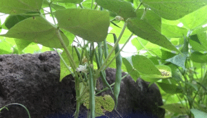 Productores tienen buenas expectativas para la cosecha de postrera, favorecidos por las lluvias de octubre.