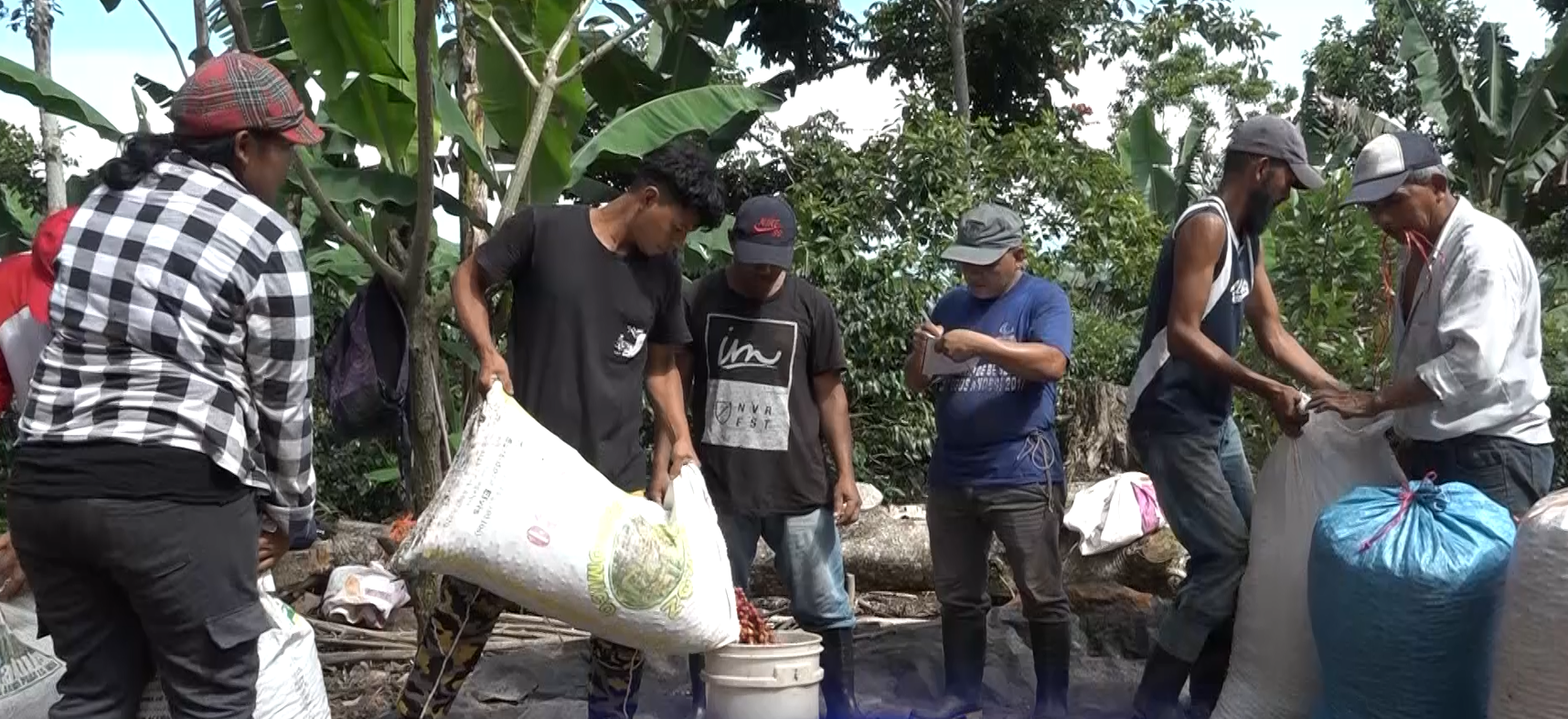 Productores de la zona norte de Nicaragua esperan un excelente año de producción cafetalera en 2025.