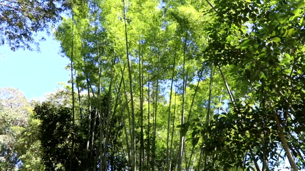 Conocido como acero vegetal el "Bambú guadua" una especie única en La Sombra Ecolodge