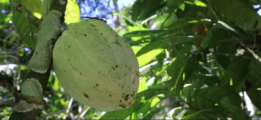 Del cacao al chocolate: tradición, aprendizaje y sostenibilidad en La Sombra Eco Lodge