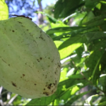 Del cacao al chocolate: tradición, aprendizaje y sostenibilidad en La Sombra Eco Lodge