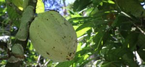 Del cacao al chocolate: tradición, aprendizaje y sostenibilidad en La Sombra Eco Lodge