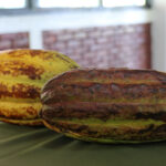 Festival “Xoco Cacao”: Un impulso nacional para el consumo del cacao