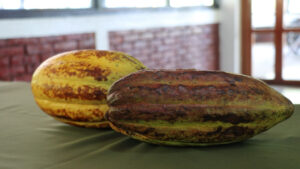 MVI_1511.00_02_48_16.Imagen fija007